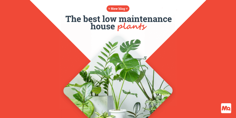 Five Low-Maintenance Plants For Your Home - MoneyQuest Australia